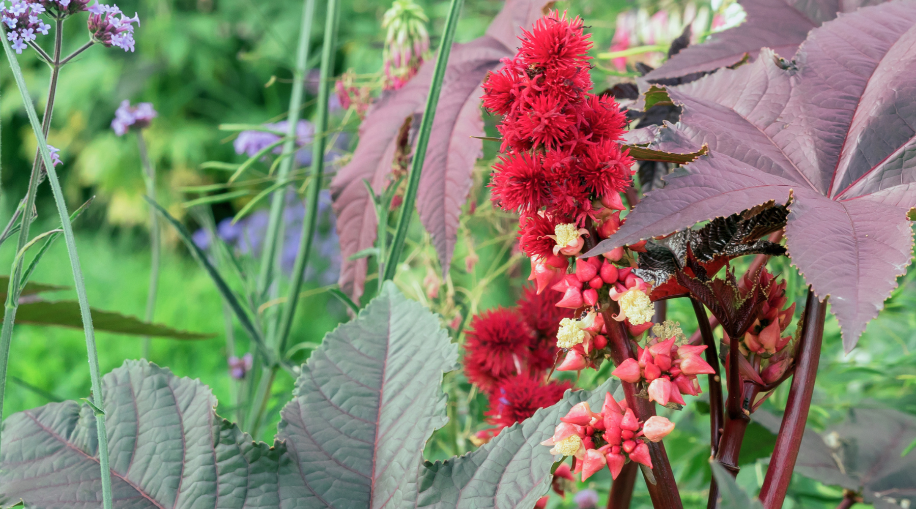 How Is Castor Oil Made: From Bean to Bottle