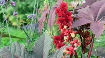 How Is Castor Oil Made: From Bean to Bottle